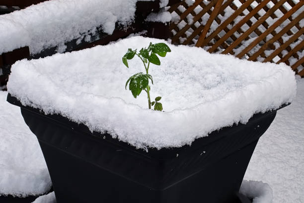 istock A tomato planted in a pot covered in snow 1145475403