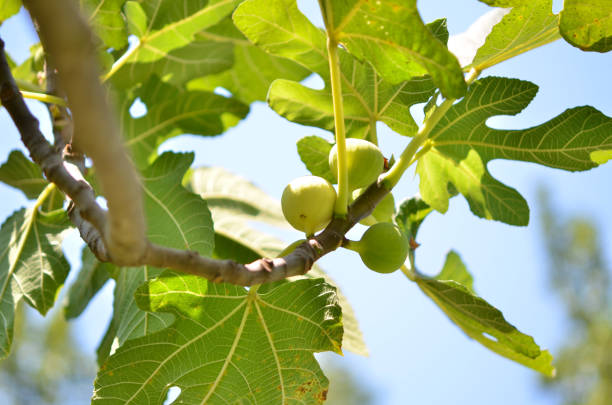 istock Growing fig fruits on branches of a fig tree. 1145475547