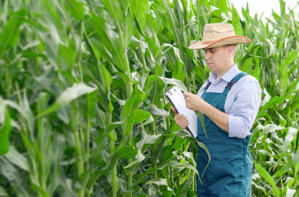 istock Farmer with clipboard inspecting corn at field 1145476387
