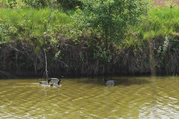 istock Wild ducks are swimming in the lake 1145477405