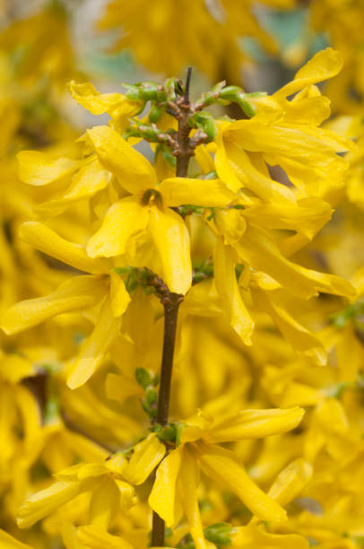 istock Forsythia flowers close up 1145477524