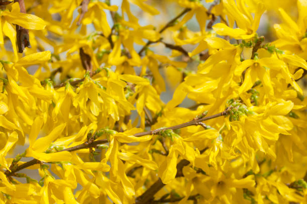 istock Forsythia flowers close up 1145477627