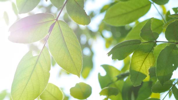 istock closeup nature green leaf on blurred greenery background.  fresh plants and ecology for wallpaper and website. - image 1145477740