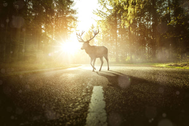 deer on a country road