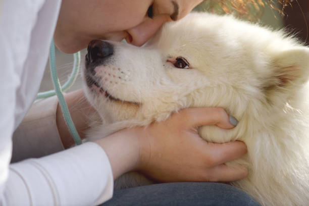 woman and Samoyed dog
