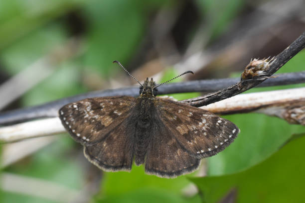 Dingy skipper Erynnis tages butterfly Little black butterfly in grass sailing dinghy stock pictures, royalty-free photos & images