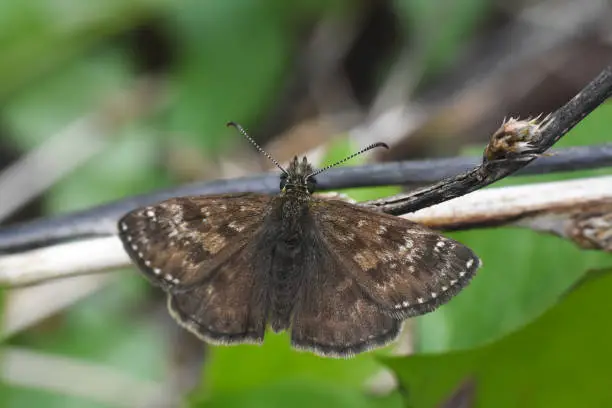 Photo of Dingy skipper Erynnis tages butterfly