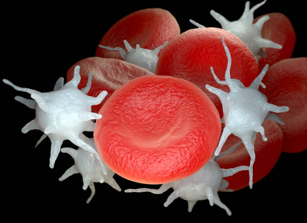 Red blood cells and activated platelets or thrombocytes stock photo
