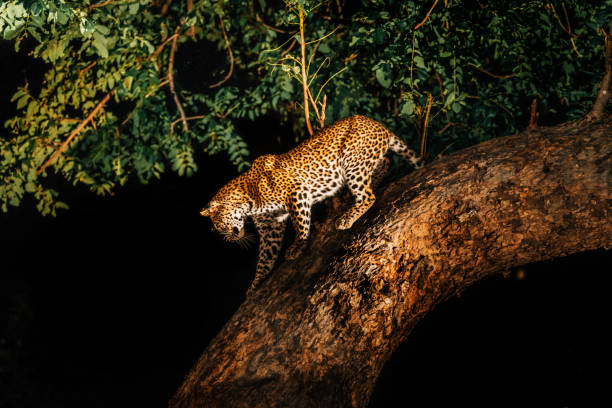 leopardo en la oscuridad - nocturnal animal fotografías e imágenes de stock