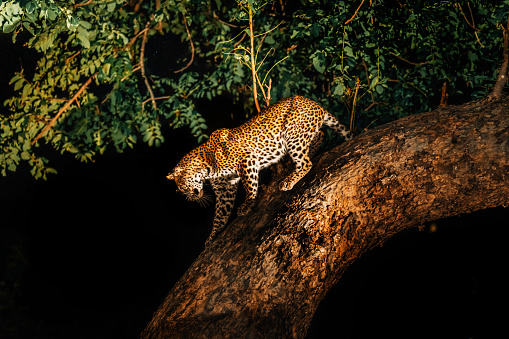 Leopard in the darkness