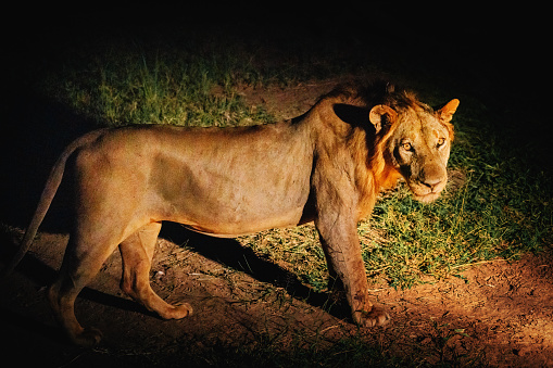 Young African Lion at night, Zambia, Africa