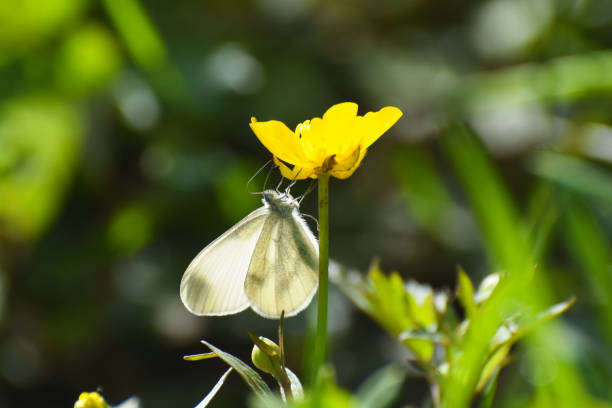 istock Beautiful white butterfly on flower 1145481552
