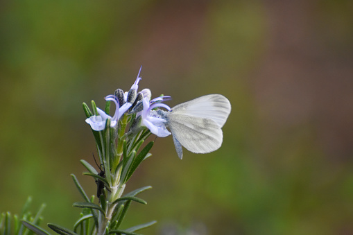 The Wood White butterfly, Leptidea sinapis