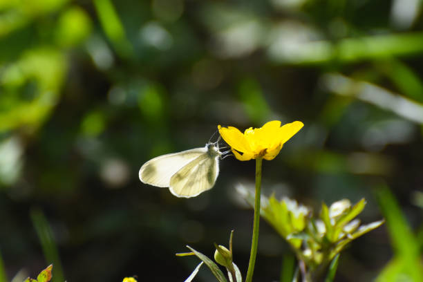 istock Beautiful white butterfly on flower 1145481883