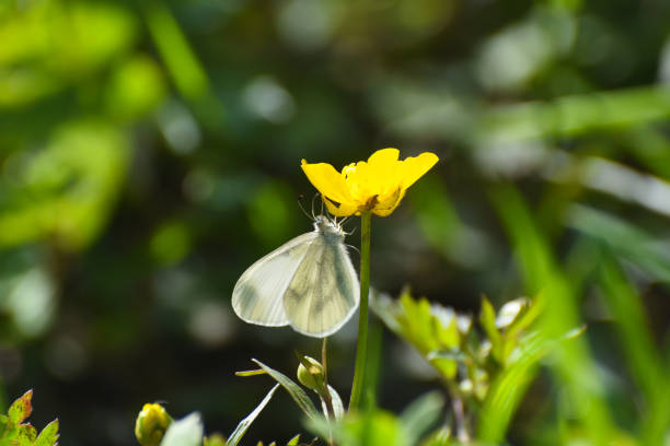 istock Beautiful white butterfly on flower 1145482703