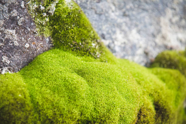 istock Green moss on mountain rock nature concept background 1145483145