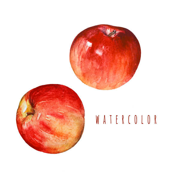 яблоки. акварея иллюстрация изолирована на белом фоне. - red delicious apple apple backgrounds isolated on white stock illustrations