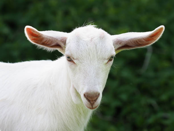 istock Pretty White Baby Goat 1145485367