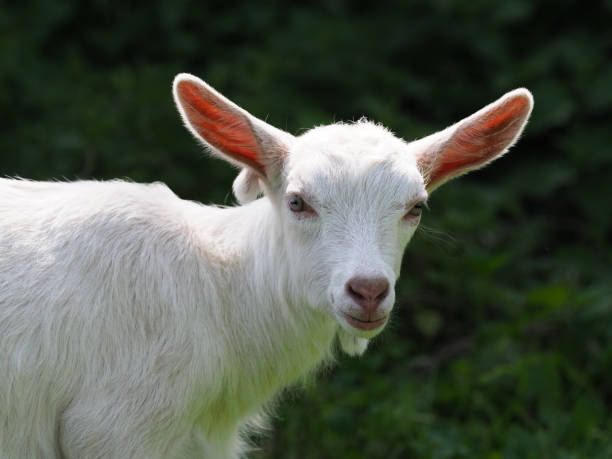 istock Pretty White Baby Goat 1145485398