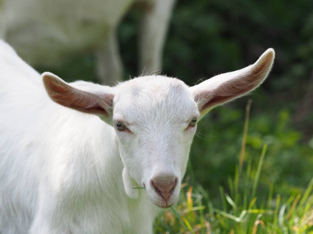 istock Pretty White Baby Goat 1145485434