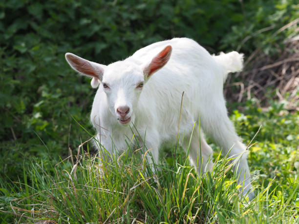 istock Pretty White Baby Goat 1145485436