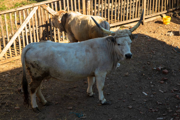 istock White cow with big horns in a stable 1145485668