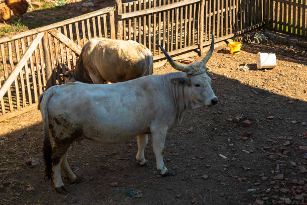 istock White cow with big horns in a stable 1145485673
