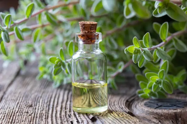 A bottle of marjoram essential oil with fresh marjoram twigs