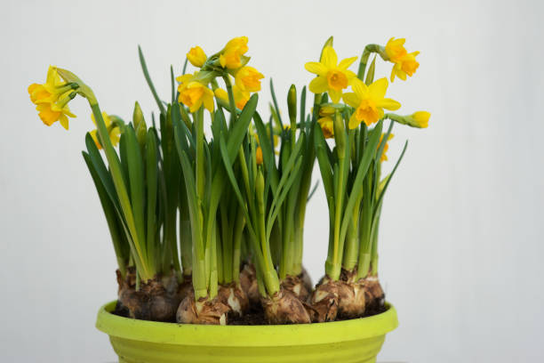 istock daffodils and bulbs in a pot on white background 1145485864