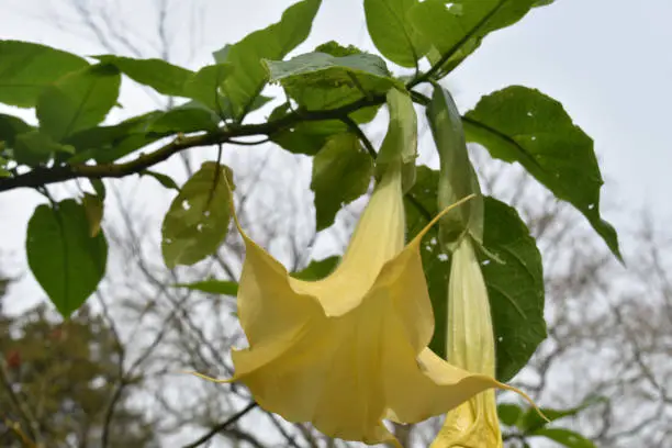 Blooming yellow angel's trumpet flower blossom flowering.