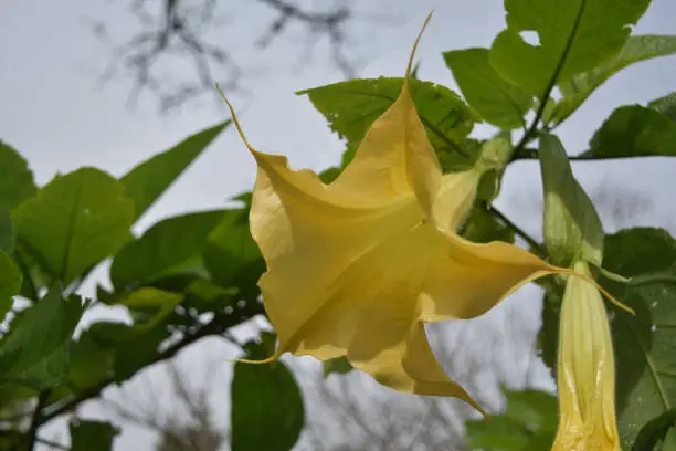 Striking yellow angel's trumpet flower blossom in bloom.