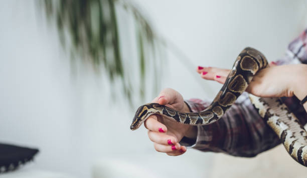 istock Young woman and her pet snake 1145490815