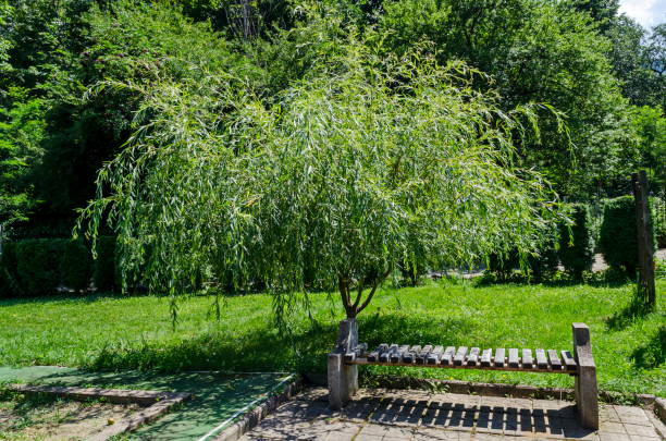 istock A beautiful bench under the shadow of a fresh weeping willow  in the  monastery place for relax, mountain Balkan, near Varshets town 1145490921