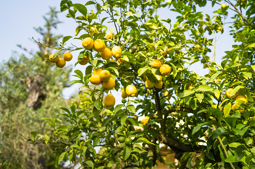 Lemon tree in an orchard
