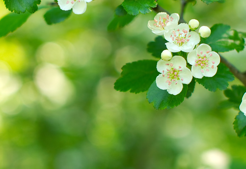 Hawthorn branch with flowers on blurred background.