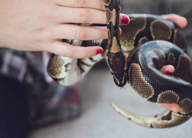istock Beautiful pet snake 1145493118