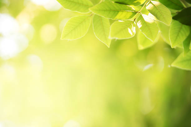 istock Background nature green leaf on blurred greenery in forest with copy space. 1145493170