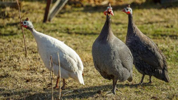 istock Guinea fowl 1145494430