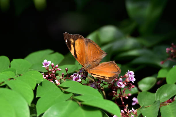 des papillons corsés et des ailes brunes - insect fly animal eye single flower photos et images de collection