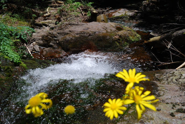 istock The Orpheus mountain , Bulgaria, Smolyan 1145496336