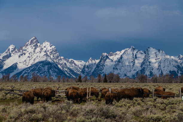 istock Bison herd moving into Grand Teton meadow for grazing 1145497307