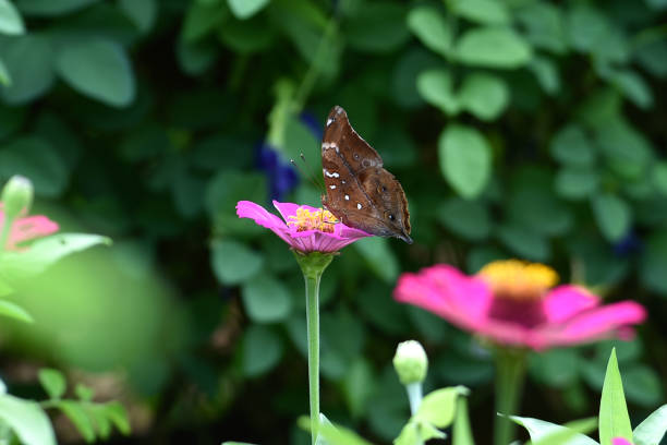 red admiral butterfly on pink flower