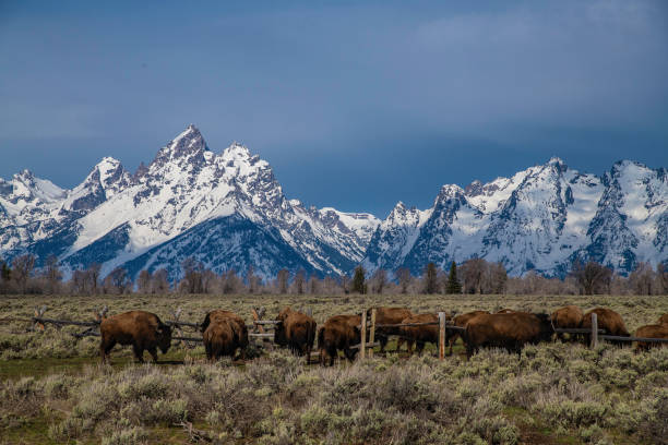 istock Bison herd moving into Grand Teton meadow for grazing 1145497745