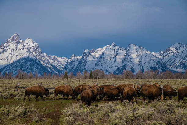 istock Bison herd moving into Grand Teton meadow for grazing 1145498842