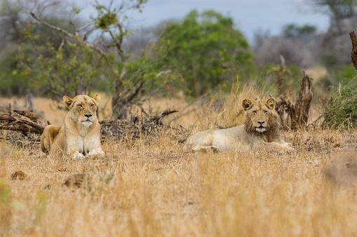 Tired lions relaxing in afternoon at Kruger National Park South Africa. Shot in October at the end of the dry season. Animals looked tired but were out in the open