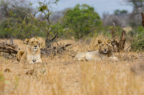 Lions at Kruger National Park South Africa - African safari stock photo