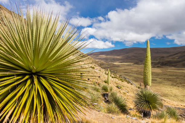 Puya raimondii, also known as queen of the Andes, is the largest species of bromeliad, reaching up to 15 meters in height. It is native to the high Andes of Bolivia and Peru. This picture was taken at Cordillera Huayhuash which is a mountain range within the Andes of Peru, in the boundaries of the regions of Ancash, Lima and Huánuco. Since 2002 it is protected within the Cordillera Huayhuash Reserved Zone.\nCanon EOS 700D, 1/100, f/11, 18 mm.