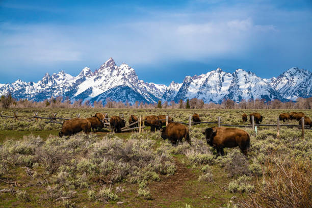 Bison in front of Grand Teton Mountain range with grass in foreground