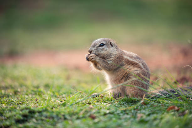 istock An African Ground Squirrel sitting on grass 1145503576