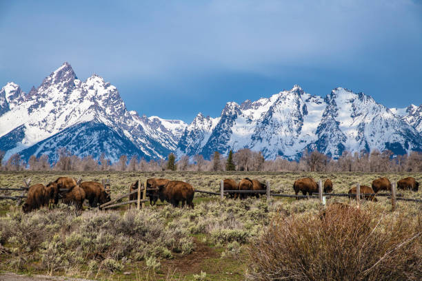 istock Bison herd moving into Grand Teton meadow for grazing 1145504468